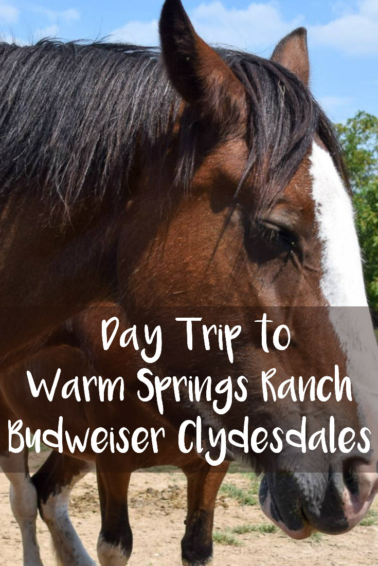 Day Trip to Warm Springs Ranch - Budweiser Clydesdales