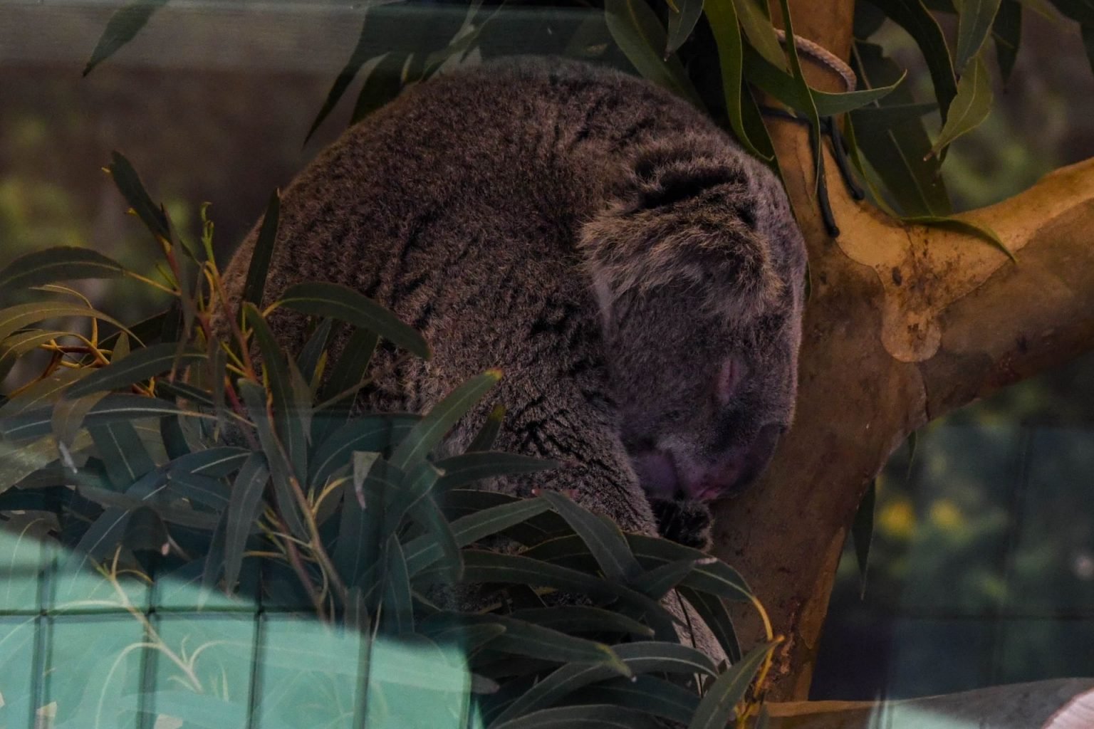 Kansas City Zoo Visit Not In Jersey