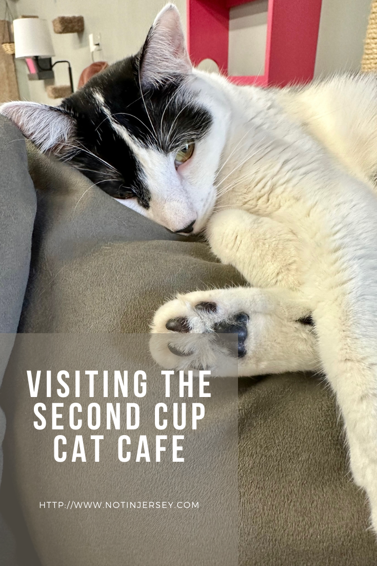 Visiting The Second Cup Cat Cafe