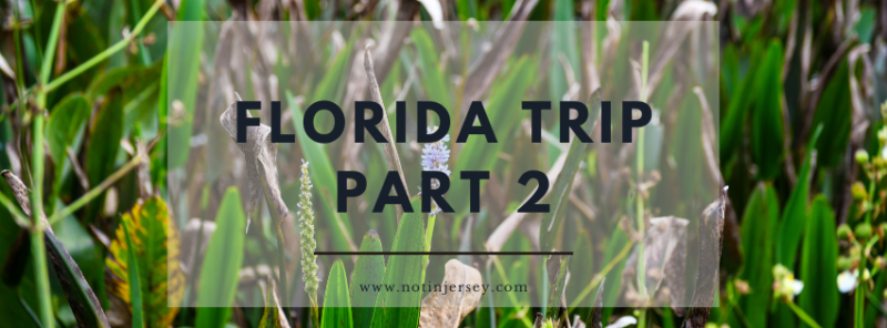Florida Trip Part 2 - Iguanas and Birds at Green Cay